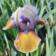Iris pumila 'Hocus Pocus': Bild 1/2