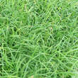 Carex sylvatica: Bild 2/3