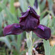 Iris pumila 'Cherry Garden': Bild 3/3