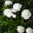 Paeonia lactiflora 'Festiva Maxima': Bild 3/5