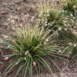 Carex morrowii 'Irish Green': Bild 2/8
