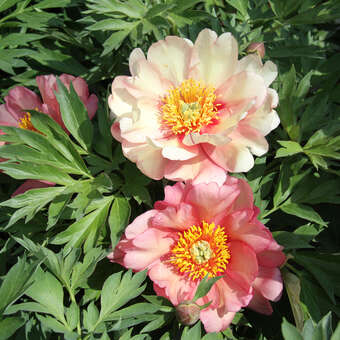 Paeonia Intersec. 'Magical Mystery Tour'