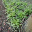 Carex morrowii 'Goldband': Bild 4/6