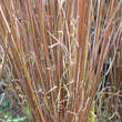 Carex buchananii: Bild 2/3
