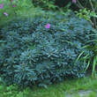 Euphorbia amygdaloides 'Purpurea': Bild 4/5