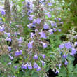 Nepeta grandiflora 'Blue Danube': Bild 1/5