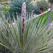 Yucca rostrata 'Sapphire Skies': Bild 1/2