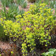 Euphorbia amygdaloides 'Purpurea': Bild 2/5