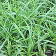 Carex morrowii 'Irish Green': Bild 8/8