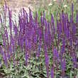 Salvia nemorosa 'Caradonna': Bild 1/5