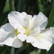 Iris sibirica 'Harpswell Happiness': Bild 3/3