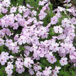 Phlox douglasii 'Lilac Cloud': Bild 3/3
