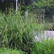 Carex pendula: Bild 5/5