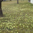 Primula vulgaris: Bild 7/8