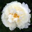 Paeonia lactiflora 'Bowl of Cream': Bild 3/3