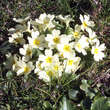 Primula vulgaris: Bild 8/8