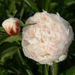 Paeonia lactiflora 'Bowl of Cream': Bild 2/3