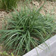 Carex flacca: Bild 4/4