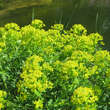 Euphorbia palustris: Bild 3/6