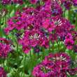Primula japonica 'Millers Crimson': Bild 1/3