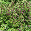 Geranium phaeum 'Samobor': Bild 6/7