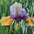 Iris pumila 'Hocus Pocus': Bild 2/2