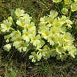 Primula vulgaris: Bild 4/8