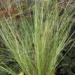 Carex buchananii 'Green Twist': Bild 1/1