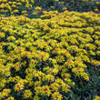 Sedum floriferum 'Weihenstephaner Gold': Bild 5/5