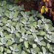 Salvia officinalis 'Berggarten': Bild 4/5