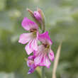 Gladiolus communis ssp. Byzanthinus: Bild 1/1