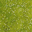 Sagina subulata 'Lime Moss': Bild 3/5