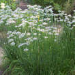 Allium tuberosum: Bild 4/4
