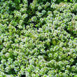 Thymus praecox 'Albiflorus': Bild 2/3