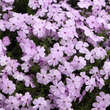 Phlox douglasii 'Lilac Cloud': Bild 1/3