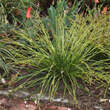Carex morrowii 'Irish Green': Bild 3/8