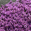Thymus praecox 'Purple Beauty': Bild 3/4
