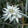 Leontopodium alpinum: Bild 4/4