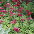 Primula japonica 'Millers Crimson': Bild 2/3