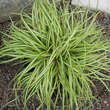 Carex oshimensis 'Evergold': Bild 1/3