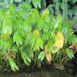 Sagittaria sagittifolia: Bild 2/2