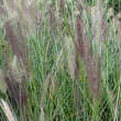 Pennisetum alopecuroides 'Viridescens': Bild 2/5