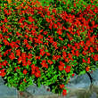 Mimulus cupreus 'Roter Kaiser': Bild 1/1