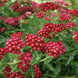 Achillea millefolium 'Red Velvet': Bild 2/4
