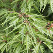 Fagus sylvatica 'Asplenifolia': Bild 1/6