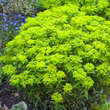 Euphorbia epithymoides (E. polychroma): Bild 1/6