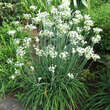 Allium tuberosum: Bild 3/4