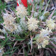 Carex caryophyllea 'The Beatles': Bild 2/3