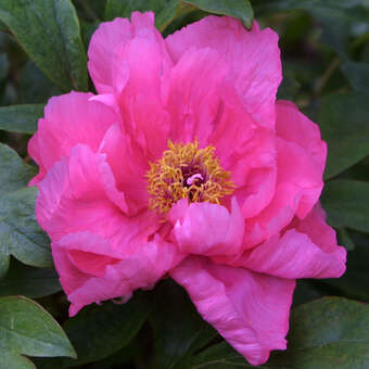 Paeonia Itoh-Hybr. 'First Arrival'