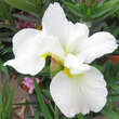 Iris sibirica 'Harpswell Happiness': Bild 1/3